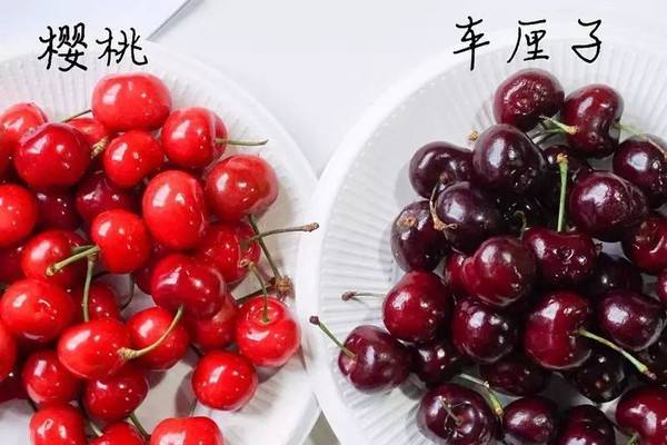 拉車厘子想走綠通?交通部:不能免費!